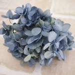 【単品】紫陽花プリザーブドフラワー「ブルーライム」