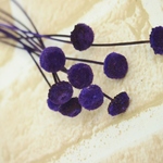 バタオ　パープル　10本