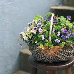 ぞうさんビオラと香るゼラニュームのバスケット-季節の花の寄せ植え-