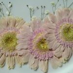 押し花素材。ガーベラ ピンク