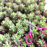 ❤︎多肉植物 乙女心 抜き苗 2本