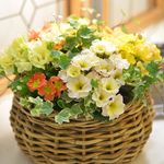 プリムラの華やかバスケット（現品）
