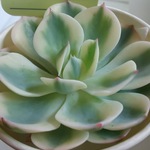 ☆ルノーディーン☆エケべリア☆錦☆多肉植物