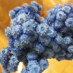 花材*イモーテル*15輪セット ウォッシュブルー