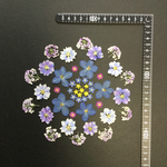 押し花  花便り NO.894