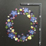 押し花  花便り NO.895