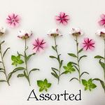花かんざしとバーベナのアソートセット