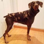 大型犬用迷彩タートル