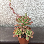 エケベリア、マッコス、多肉植物