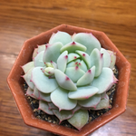 静夜、エケベリア、多肉植物
