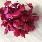 花材 ピラミッドアジサイ  カシスワイン