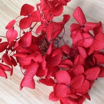 花材 アナベルアジサイ レッド
