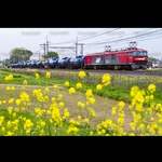 ★鉄道画像 No,0168「JR貨物　EH500-15+タキ」JPEGデータ★