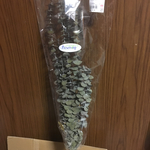 大地農園  ソフトユーカリ 