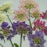 押し花素材。キャンディタフト