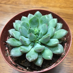風緑、エケベリア、多肉植物