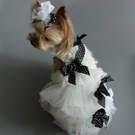 犬服オーダー　★水玉リボン付きウエディングドレス★