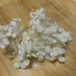 花材 アジサイ オフホワイト アナベル