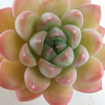 多肉植物☆パンダ☆エケべリア☆再入荷☆