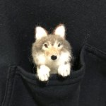 ポケットブローチ（オオカミA）