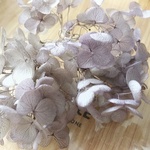 花材 アナベルアジサイ  グレーピンク