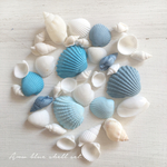 BLUE SHELL ( S )   ／ 貝殻 セット