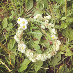 ちょちさま専用ページ