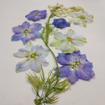 ラクスパーの押し花素材