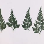 8枚入り　リーフ　押し花　葉