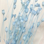 花材  １０輪で500円 10～20㎝カット フローレンティナ ブルー
