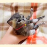 おねがいにゃんこＮｏ．54