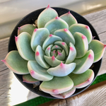 貴重♡桃太郎♡エケベリア、多肉植物