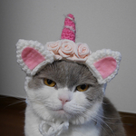 🦄ユニャコーン