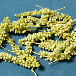 インディアンコーン　グリーン　ドライ　２０g