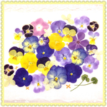押し花＊ビオラDセット