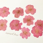 桜 押し花 
