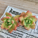 多肉植物カット苗🌵マッコス2個🙌