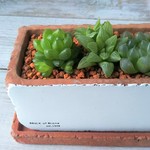 ハオルチア３種植え「オブツーサ」「花鏡」「ウンビラティコラ」