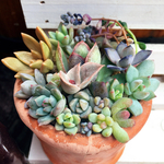 春盛り❤️可愛い多肉Children❤️癒し植物
