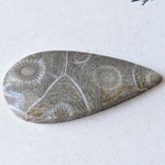 モロッコフォッシル・コーラル　Antique　モロッコ産　34.5cts./ 化石珊瑚・ルース