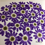 ♡new♡作家様必見♡ 花びらたくさん！サイネリア押し花セット