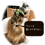 2018サボテン帽子2