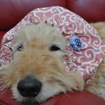 大型犬用スヌード