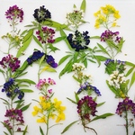 アリッサムの押し花素材