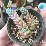 多肉植物 マジョール カット苗