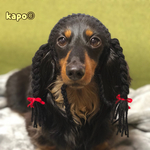 《ペット用》青春のおさげ髪帽子