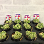 ❤︎多肉植物 こぐまの手袋