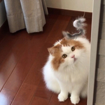 猫じゃらし フルフル  猫のオモチャ (MN012)