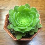 姫明鏡、アエオニウム、多肉植物