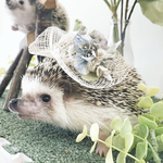 小動物用帽子 シースルー麦わら帽子 ブルー